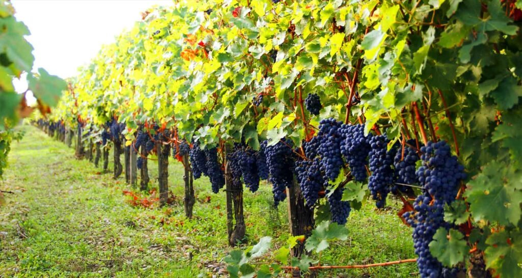 Plantação de Uvas em Bourdeaux, França