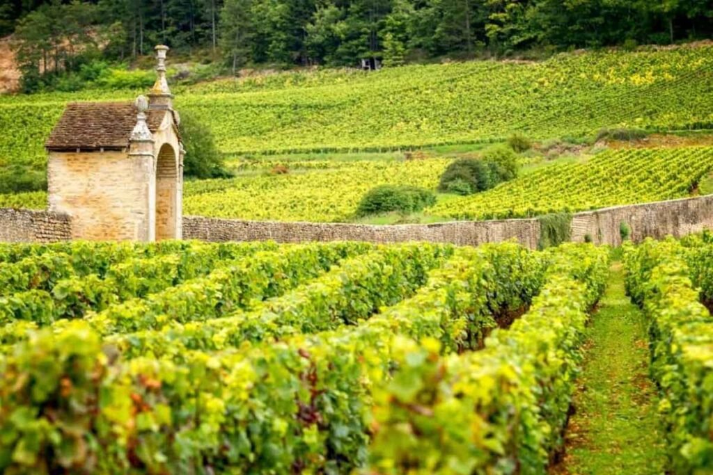 Plantação de uvas em vinicula familiar, indicando o terroir da produção