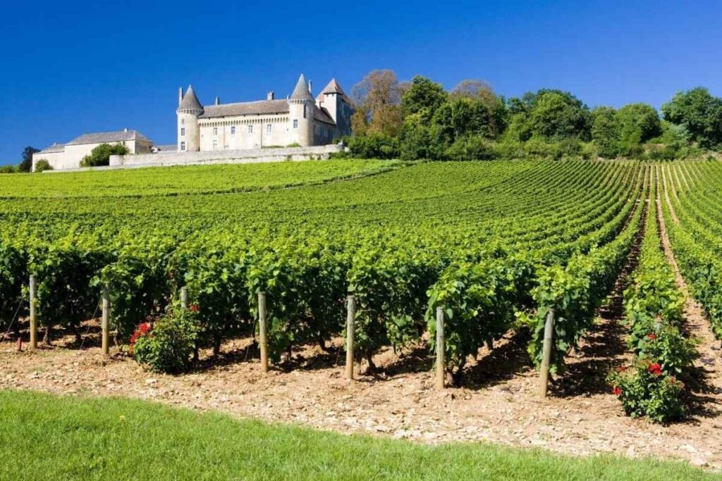 Vinícula no interior da França